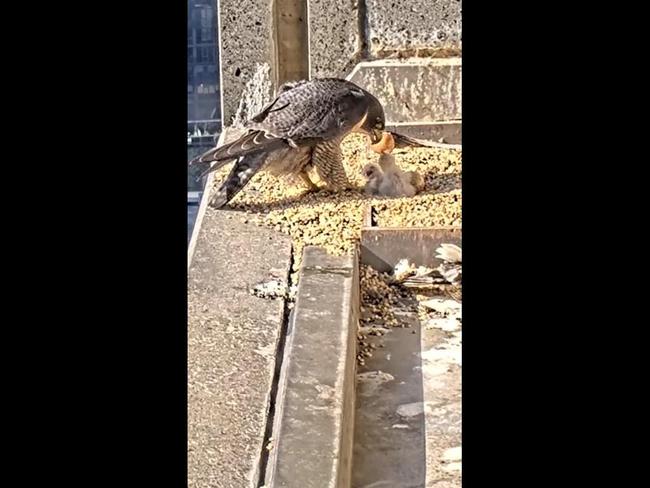 Collins St falcon eggs hatch on live-stream