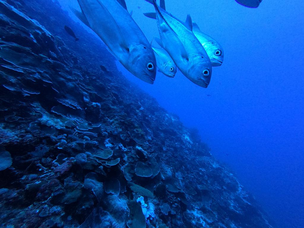 67 metres: Bougainville reef