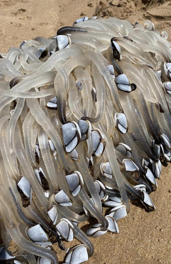 South Australian local Vicki Evans was shocked when she came across this natural phenomenon on a local beach. Picture: Facebook/Vicki Evans