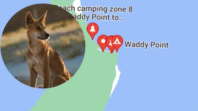 Another incident involving a dingo and a child has occurred at Waddy Point on Fraser Island, just days after a child was bitten and held underwater by one of the animals.