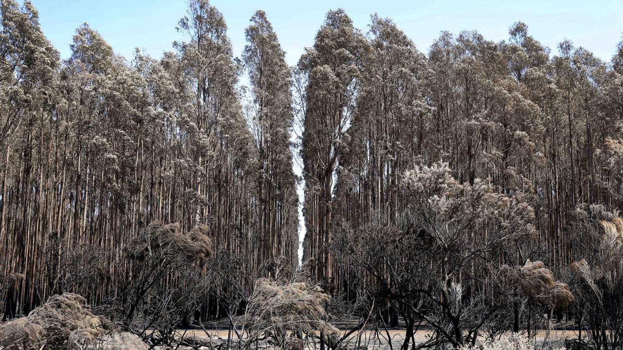 Kangaroo Island forestry should be forbidden, says mayor Michael ...