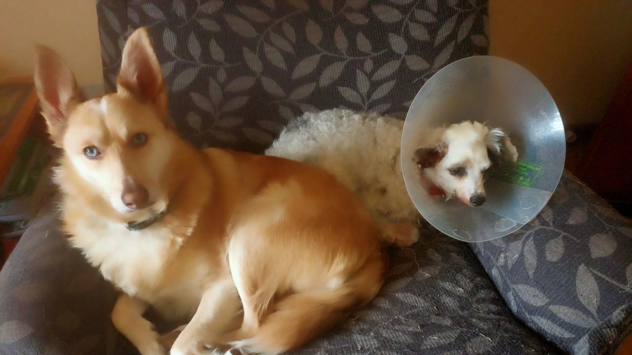 Lin Tan (right) with dog Cooper is now in a foster home. Photos: RSPCA