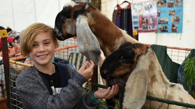 Macky Gleeson, 8, feeds the goats jelly beans at the Gold Coast Show at the Broadwater Parklands. Photo: Steve Holland