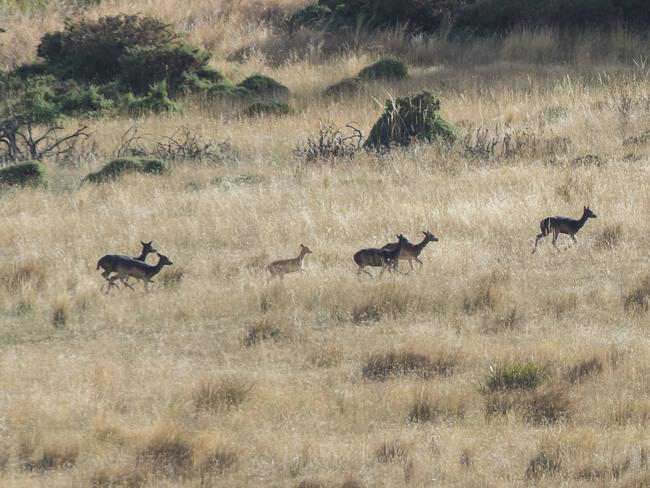 Fallow Deer returning to the hills to sleep after grazing in the fields of a Tasmanian Midlands farm.