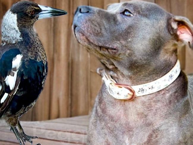 Fans spiral after ‘ominous’ post of Molly the magpie and Peggy the staffy