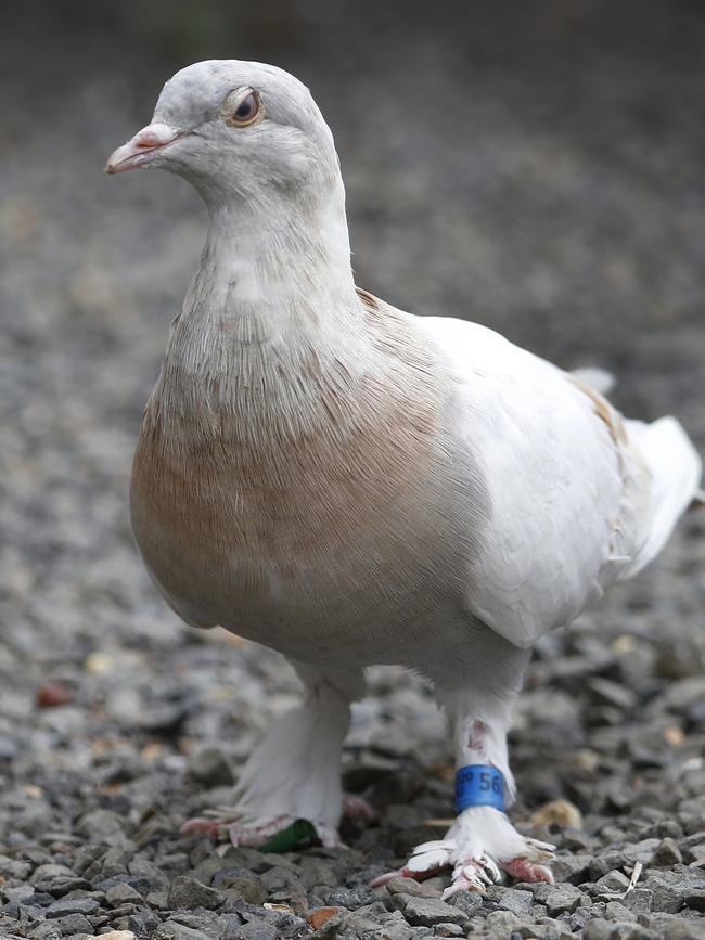 Joe was found by a Melbourne man in his backyard on Boxing Day Picture: David Caird