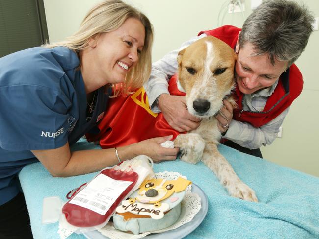 Mopane with her owner Robin Searson (right) and U-Vet nurse Kerry Bozicevic. Picture: Norm Oorloff