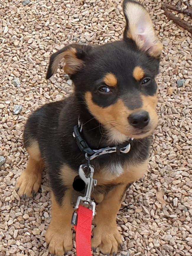 Otto the koolie puppy, sent in by Tom Gwynn-Jones, Clare.