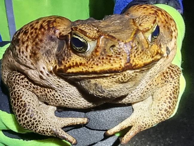 A 420g female cane toad, collected on Friday 21st January 2022 at Ashby NSW at a toad bust under the Clarence Valley Conservation in Action Landcare Group also known as the CVCIA