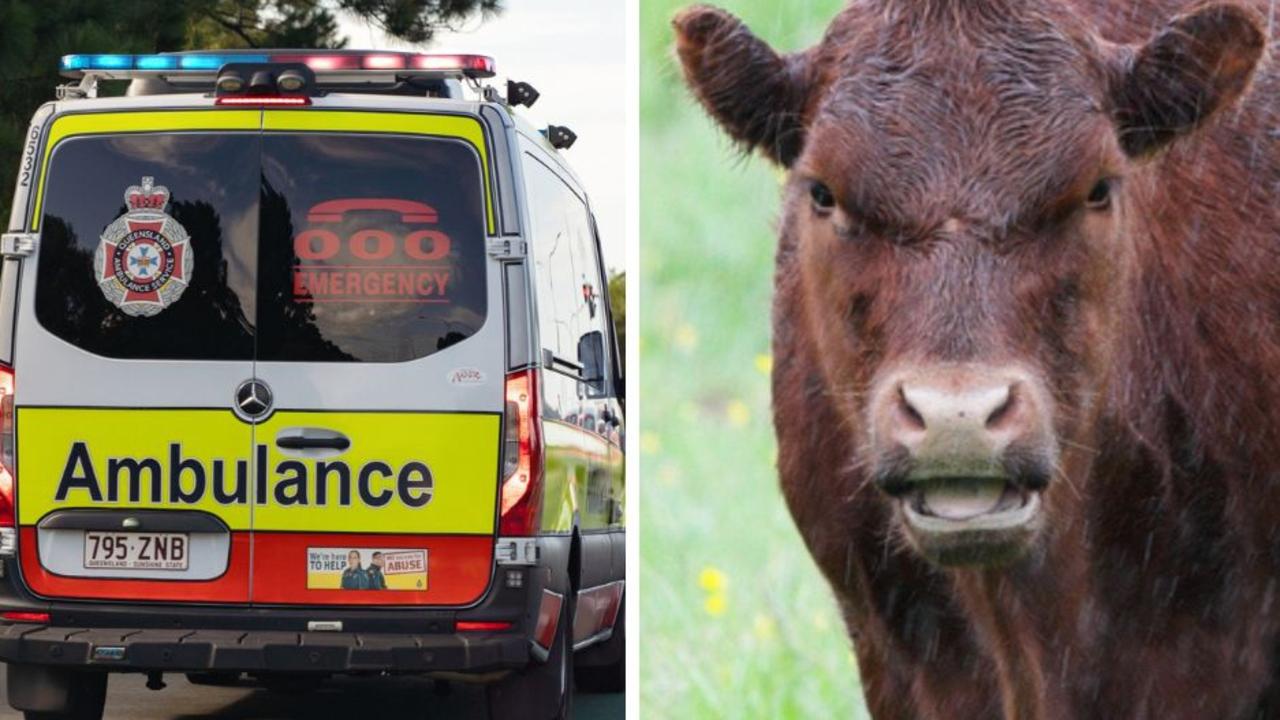 A driver has had a lucky escape from serious injury after her car collided with a cow on the main road leading into Amamoor, which is in the middle of playing host to the Gympie Music Muster.