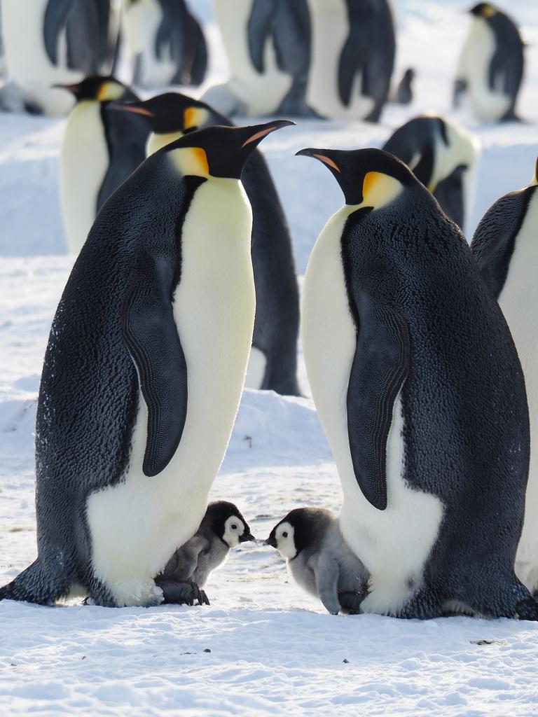 Gentle emperor penguins ‘virtually extinct by 2050’ The Australian