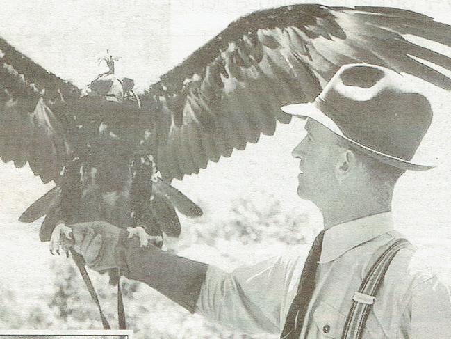 Gold Coast Bulletin: 125 Years of Breaking News - No 32.David Fleay releasing a wedgetail eagle. Inset: Corrie the first platypus born in captivity with its mother.