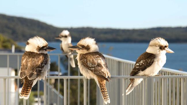 Bird show: kookaburras, Port Stephens. Picture: Antje Sonntag