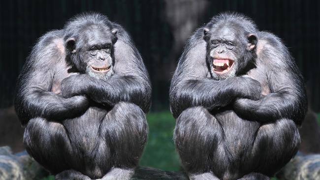 Animal magic: chimps laugh, as do dogs and rats and dolphins