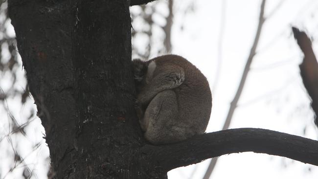 A koala rests in a burnt out tree on a property on the outskirts of Lobethal in the aftermath of the Cudlee Creek bushfire. Picture: AAP/Emma Brasier