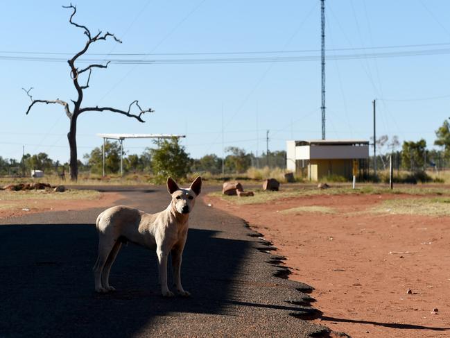 Aboriginal Community Ali Curung near Tennant Creek. Ali-Curung dogs. Picture: Tricia Watkinson