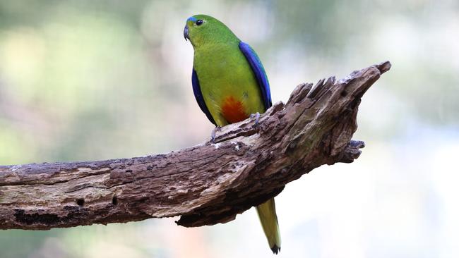 There are less than 50 orange-bellied parrot in the wild.