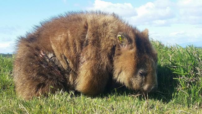 Scapoctic mange has devastated the wombat population in the Narawntapu National Park, killing more than 95 per cent of the animals. Picture: ALYNN MARTIN