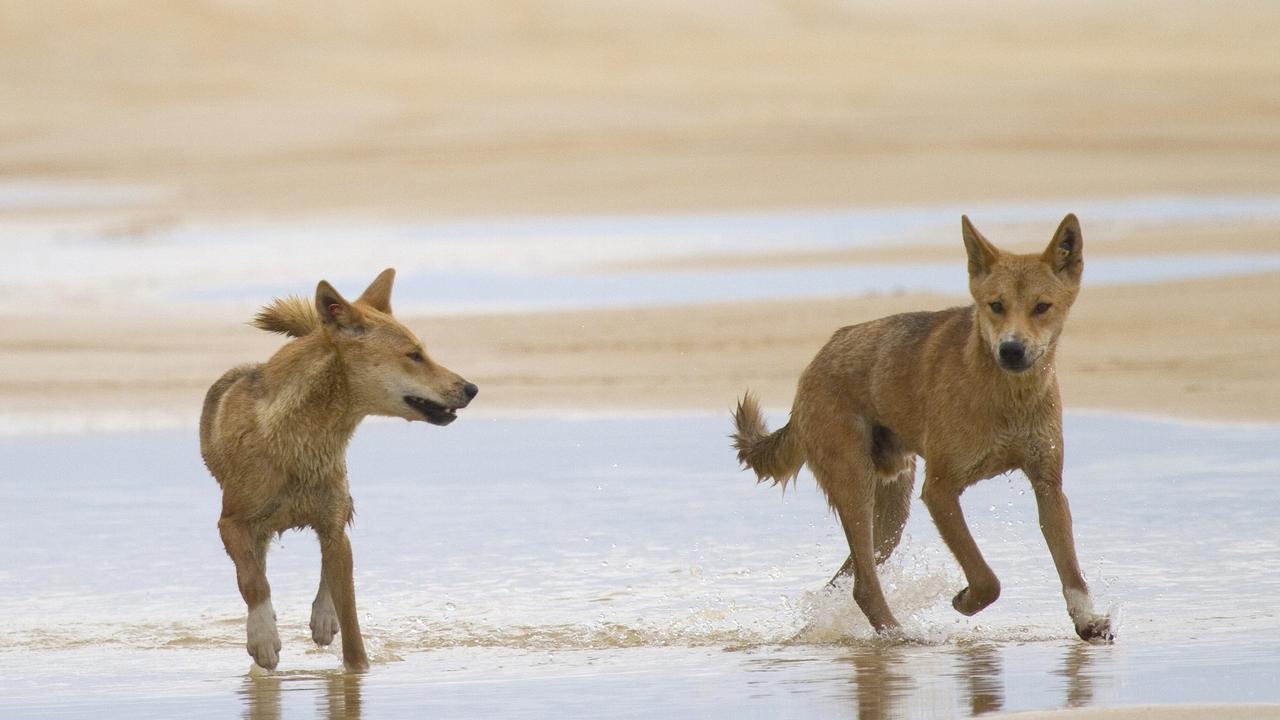 A woman has narrowly escaped a terrifying attack on K’gari (formerly known as Fraser Island) after she was forced to fight off two dingoes. Picture: Supplied