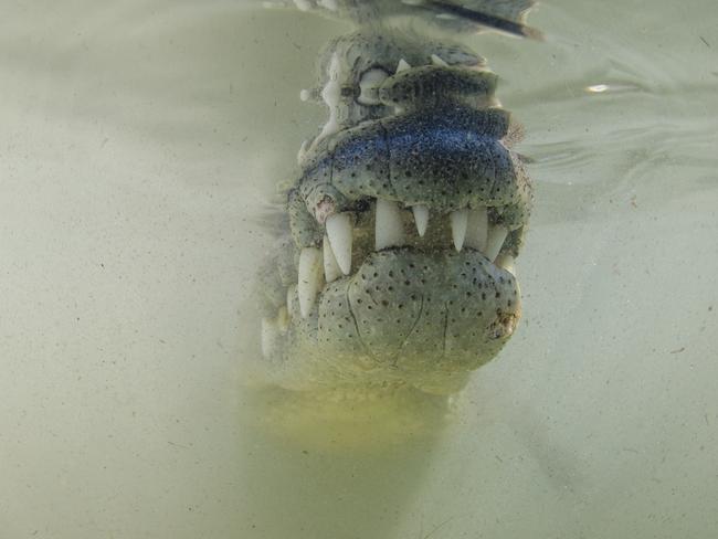 Photo by Gary Peart / National Geographic Nature Photographer of the Year contest. Smile for the camera heart racing, hands clenched on the handles of my camera housing, peering through the silty usually clear mangrove water. The American Crocodile suddenly appeared out of the murk, almost resting its snout on the dome port of my underwater setup. I told myself to remain calm, that I was completely safe behind my camera. Although it was a tense encounter at first the silty water adds to the dramatic nature of this image. a moment i will not forget in a hurry.