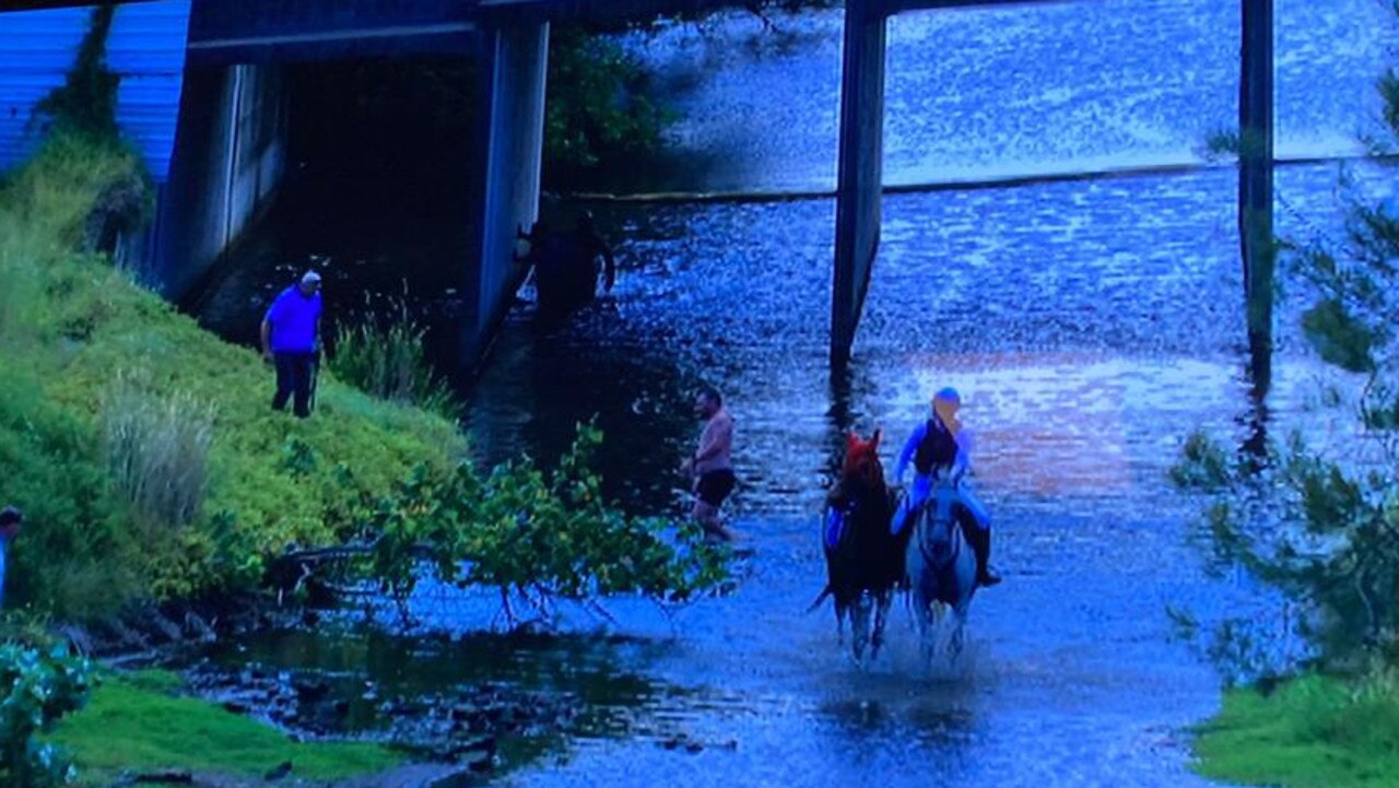 Princess Lunar being rescued from the canals after getting away at the Gold Coast on raceday in January. Picture: Supplied.