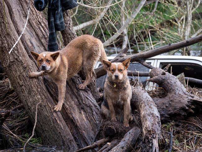 The dogs were in a perilous position. Picture: Jake Nowakowski