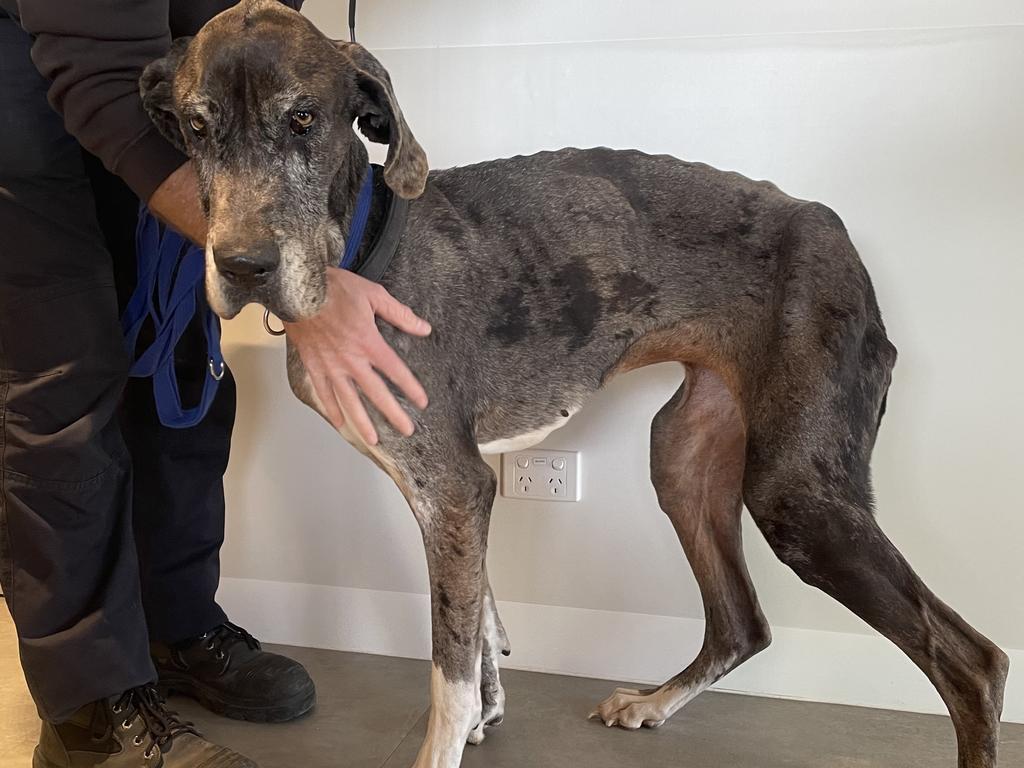 Oreo was emaciated when she was rescued. Picture: RSPCA