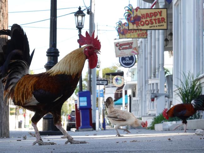 KEY WEST, FLORIDA Florida’s popular Duval Street, which would normally be teeming with tourists on the last week of spring break, is instead being patronised by roosters. Getty