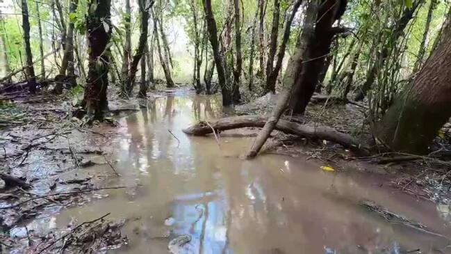 Crocodile hatchlings in King River