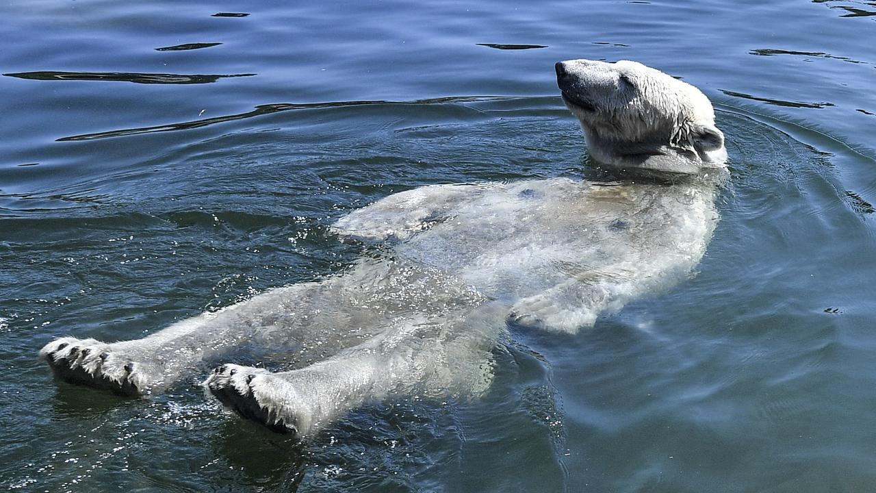 Polar bear Nanook takes a bath during extreme heat on July 24, 2019 at the zoo in Gelsenkirchen, Germany. Picture: AP
