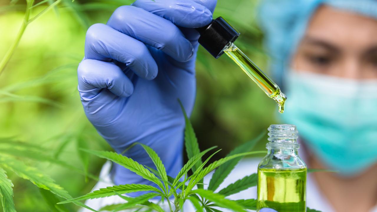 Cann Group expects to start making product on a commercial scale in early 2022. Picture: iStock