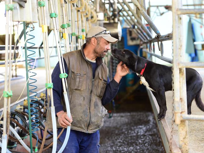 How Now milk is sold in one-litre and two-litre bottles. The Locheilan range includes camembert, brie, two blue cheese varieties and an English cheddar-style called Cheshire. Picture: Zoe Phillips