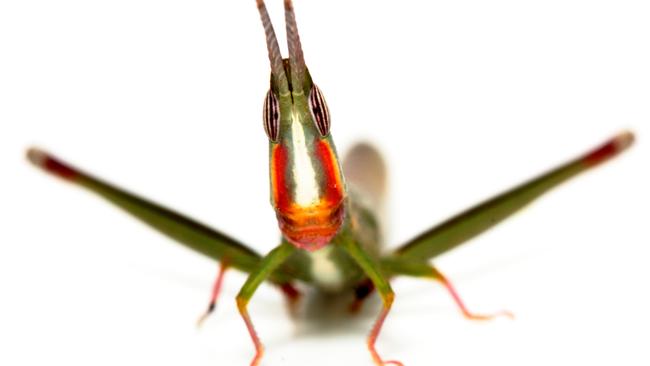 The Australian grasshopper that has become an all-female species. Picture: University of Melbourne