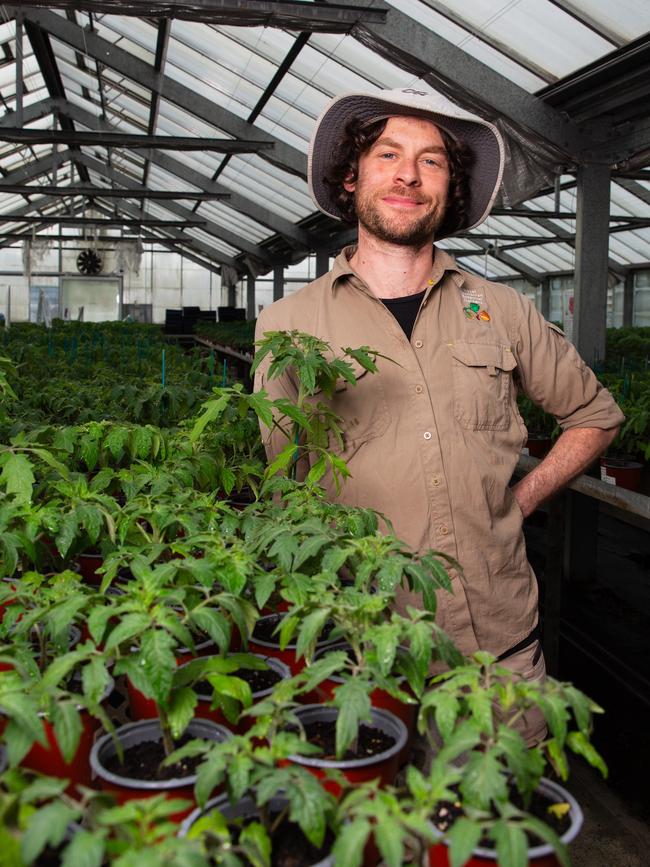 Nursery Horticulturist Vito Andolini at the Royal Botanical Gardens with tomato seedlings that are ready to go on sale. Picture: Linda Higginson