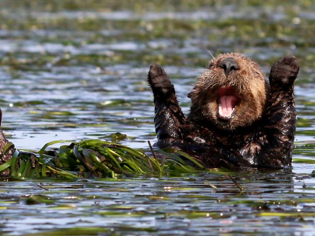 A cheerful sea otter snapped near Elkhorn Slough, California. Picture: Penny Palmer/Barcroft Images