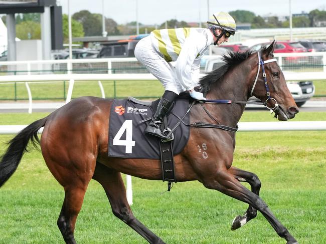 Skybird on the way to the barriers prior to the running of the Sharp EIT Solutions Tristarc Stakes at Caulfield Racecourse on October 19, 2024 in Caulfield, Australia. (Photo by Scott Barbour/Racing Photos via Getty Images)