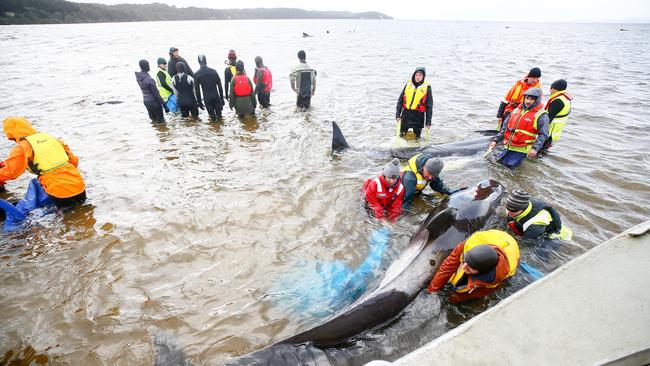 Rescuers from a range of organisations work to save some of the 470 pilot whales that became stranded in Macquarie Harbour at Strahan. Day 3. September 23, 2020. Picture: PATRICK GEE