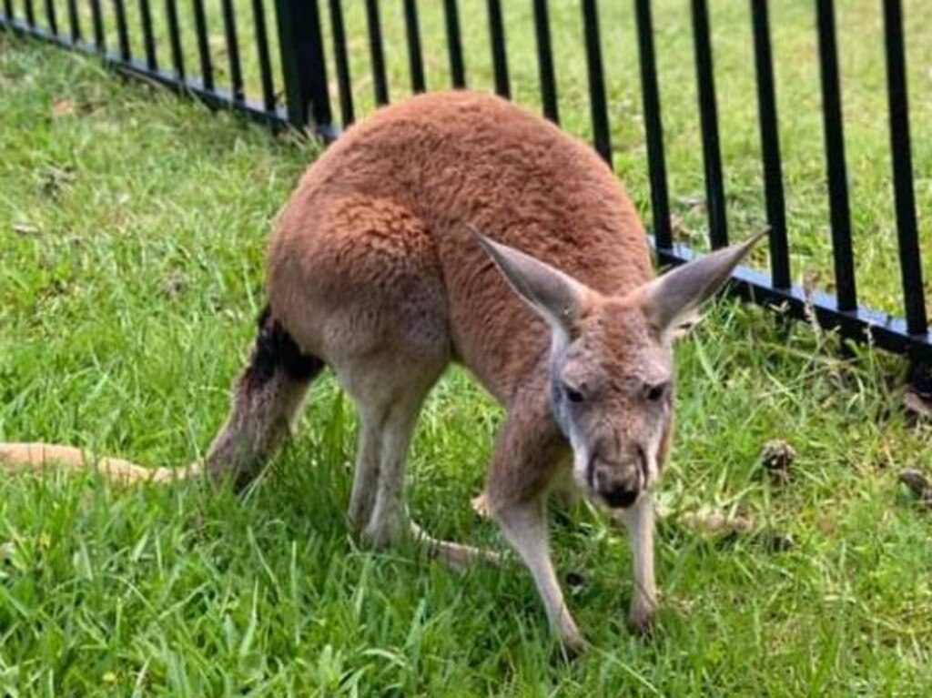 Baby kangaroo Jojo goes missing in Mississippi | news.com.au ...