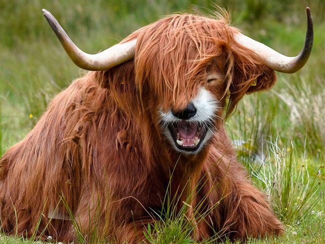 A red panda and a yak — the funny-looking Highland Red Pandow.