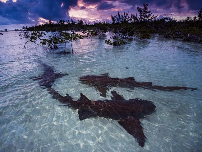 Nurse sharks gather in the peaceful Bahamian mangroves to mate. Picture: Shane Gross