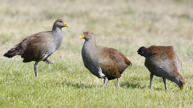 Native hens are among the hundreds of birds culled by golf clubs over the past five years. Picture: Nikki Davis-Jones