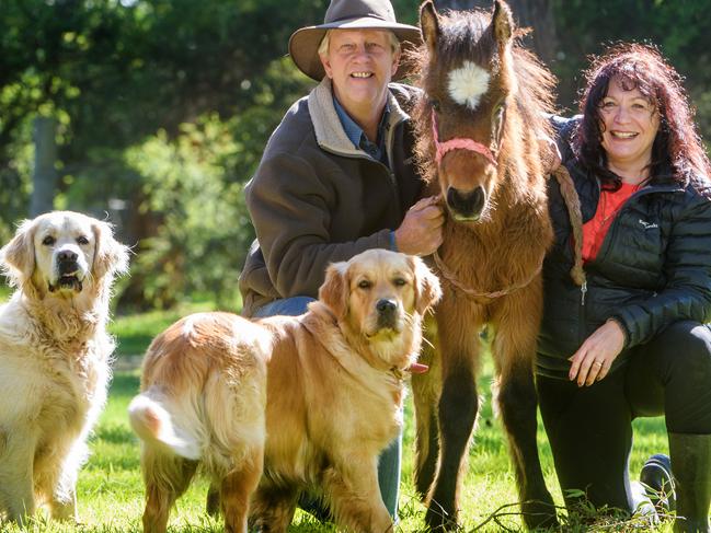 Rosie the 3 month old Brumby foal with Simon and Eileen Teitge at their Pearcedale property. Picture: Jay Town