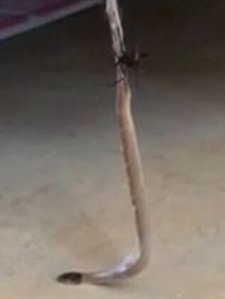 Battle ... The redback spider traps the eastern brown snake in its web. Picture: Neale Postlethwaite/Youtube