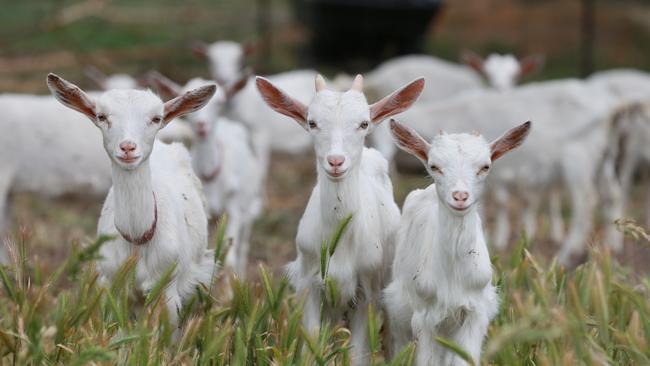 Three Saanen goats on Donovan and Melissa’s 50-hectare property.