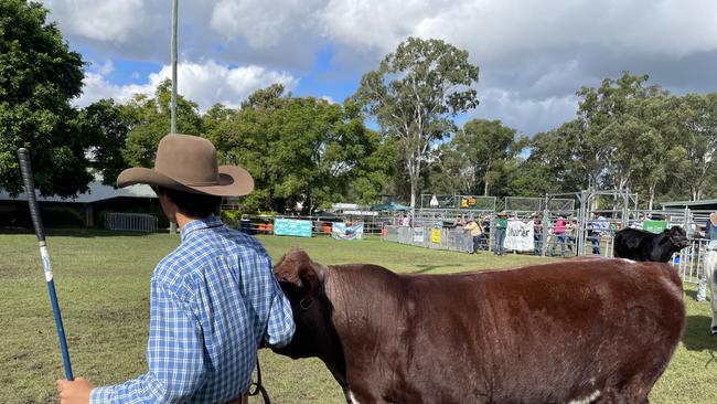 Another finalist cattle specimen on day two of the Gympie show 2025.