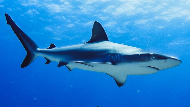 An Australian grey reef shark. Picture: AFP