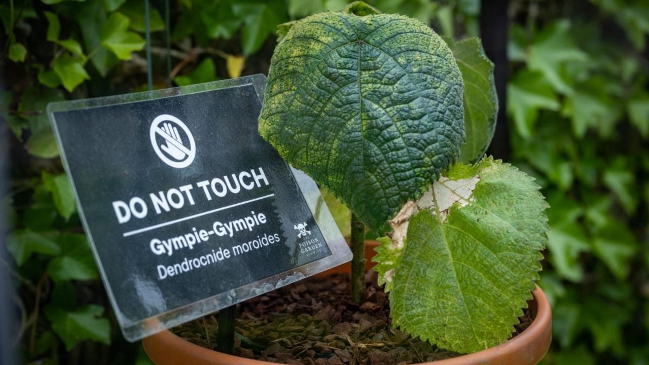 Gympie-gympie plant offered for sale in United States, horrifying ...