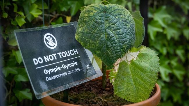 Gympie-gympie is a toxic Australian native plant. Picture: The Alnwick Garden