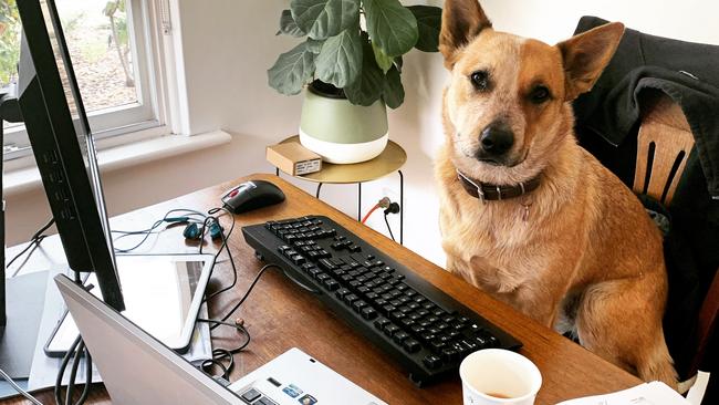 Bridie is confused about just how many devices it takes to work from home. Picture: Erin Jones