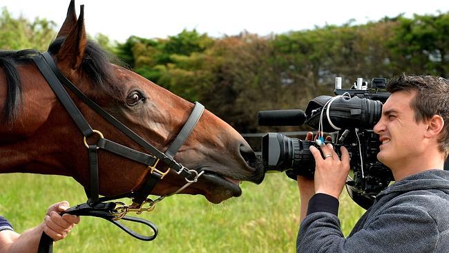 Hugh Bowman's Victoria Derby hope, Polanski, enjoys the media attention. Picture: Jay Town